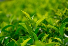 茶葉品牌應(yīng)利用包裝設(shè)計來展示產(chǎn)品品質(zhì)、地域特色等提升品牌形象和競爭力